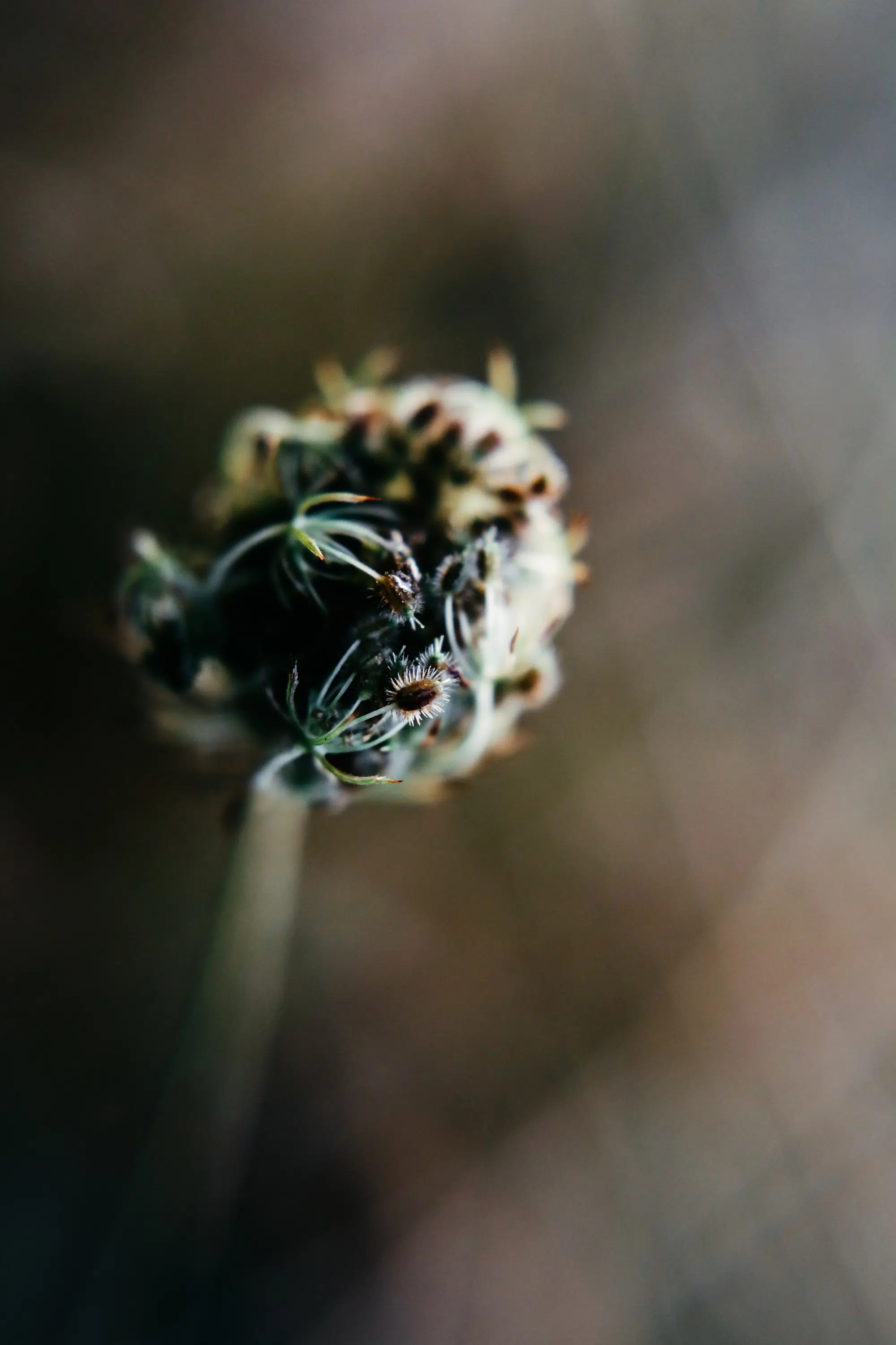 Elodie Chabrier artiste photographe en Auvergne