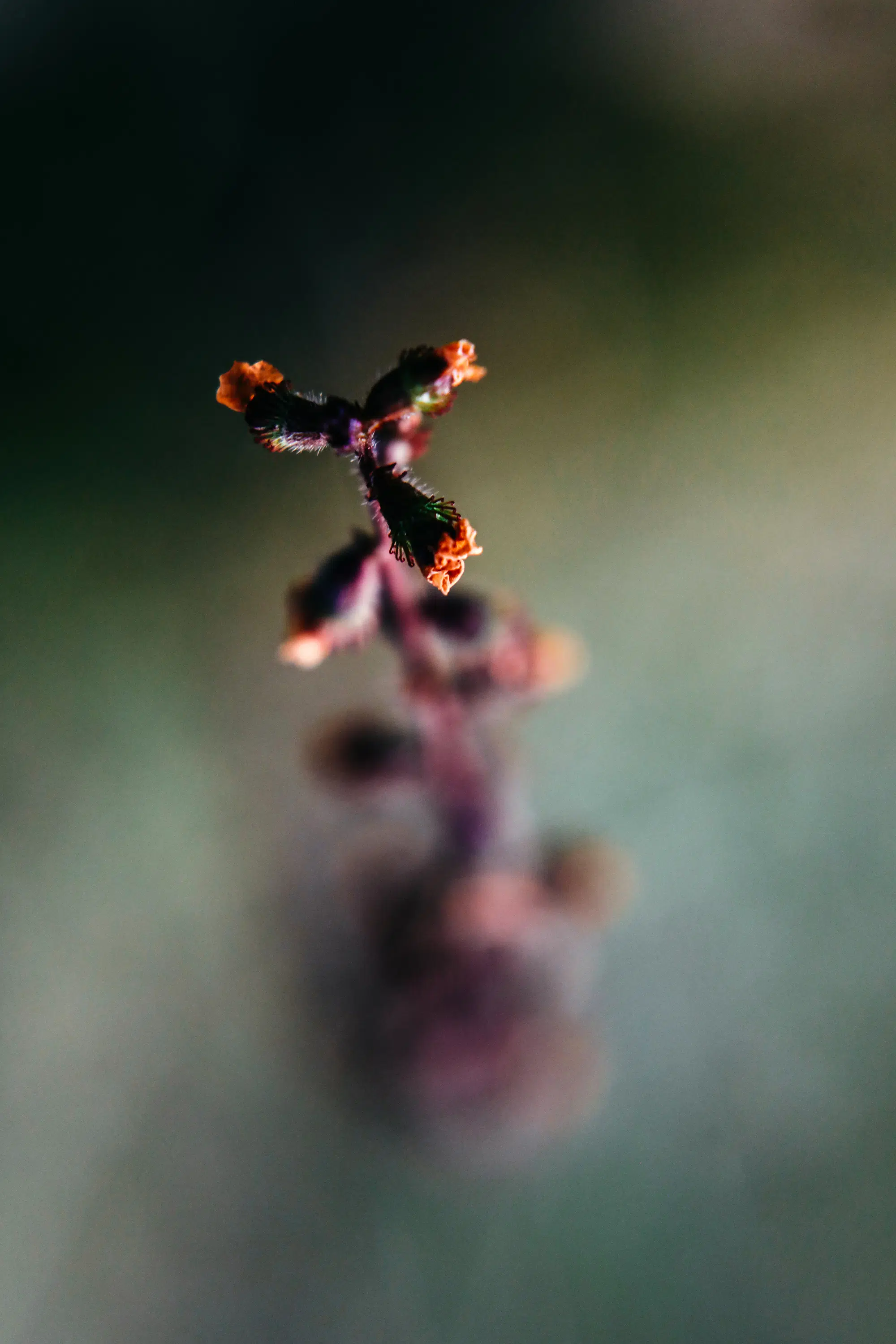 Elodie Chabrier artiste photographe en Auvergne