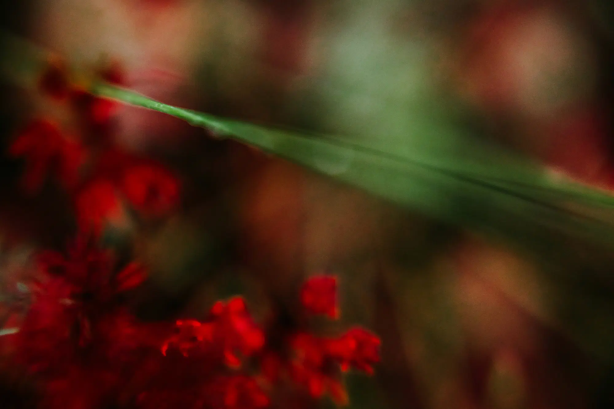 Elodie Chabrier artiste photographe en Auvergne