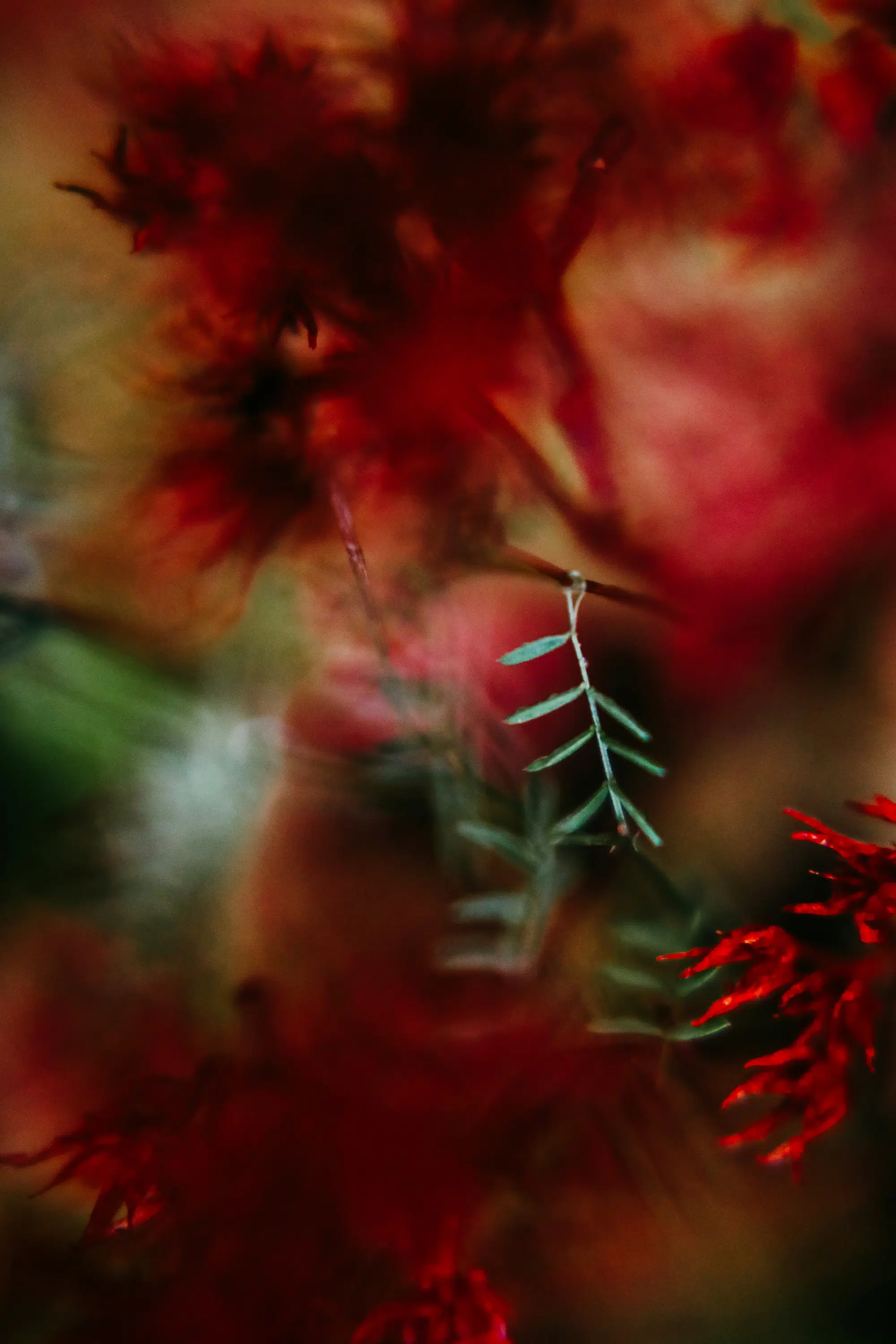 Elodie Chabrier artiste photographe en Auvergne