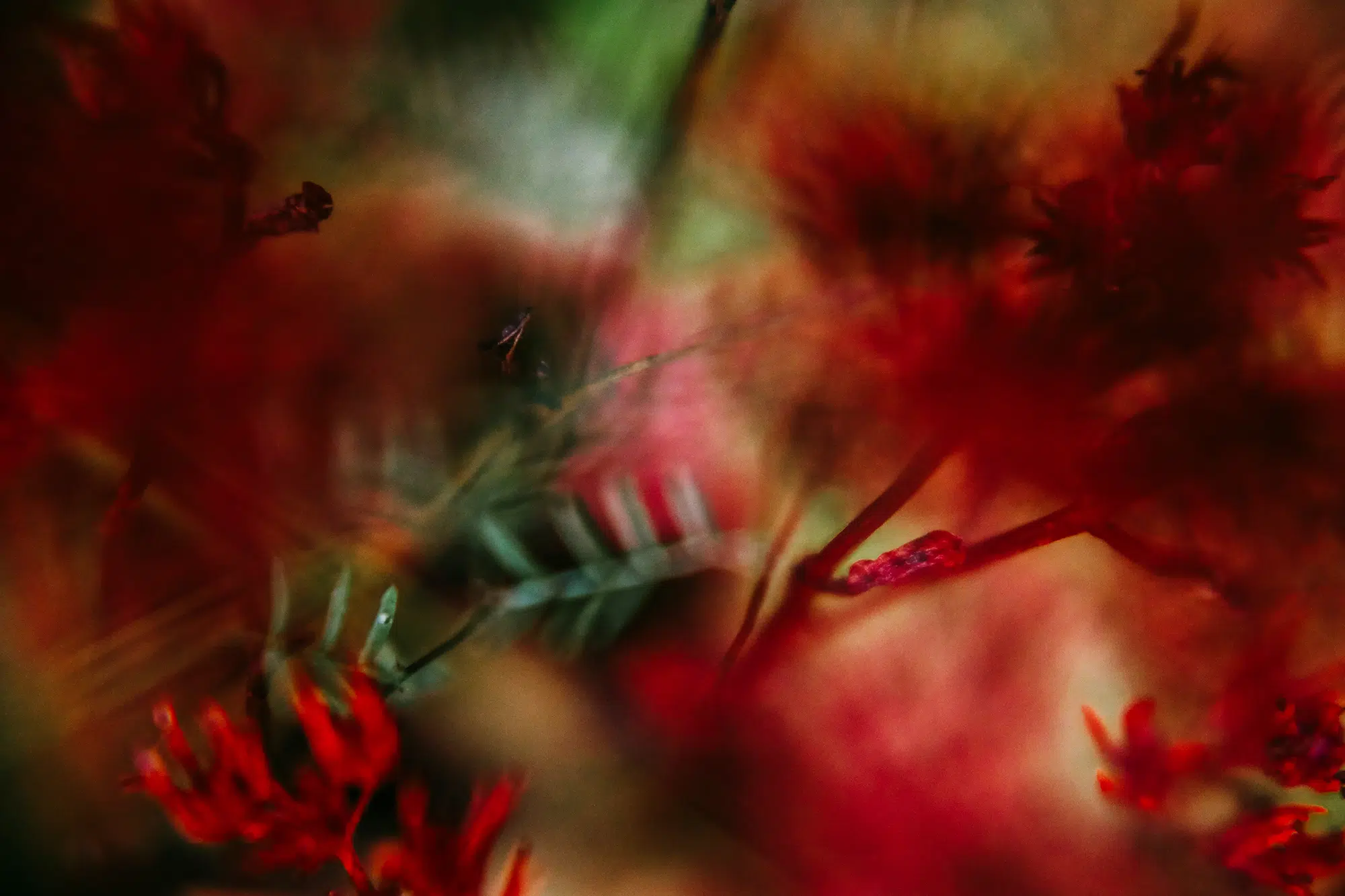 Elodie Chabrier artiste photographe en Auvergne