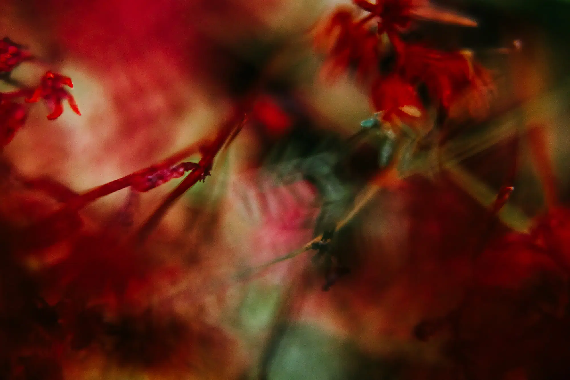 Elodie Chabrier artiste photographe en Auvergne
