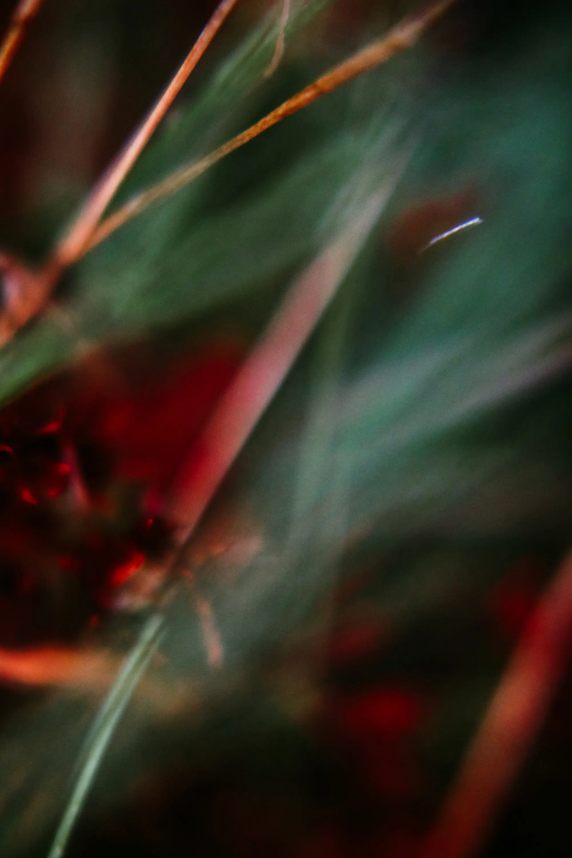 Elodie Chabrier artiste photographe en Auvergne