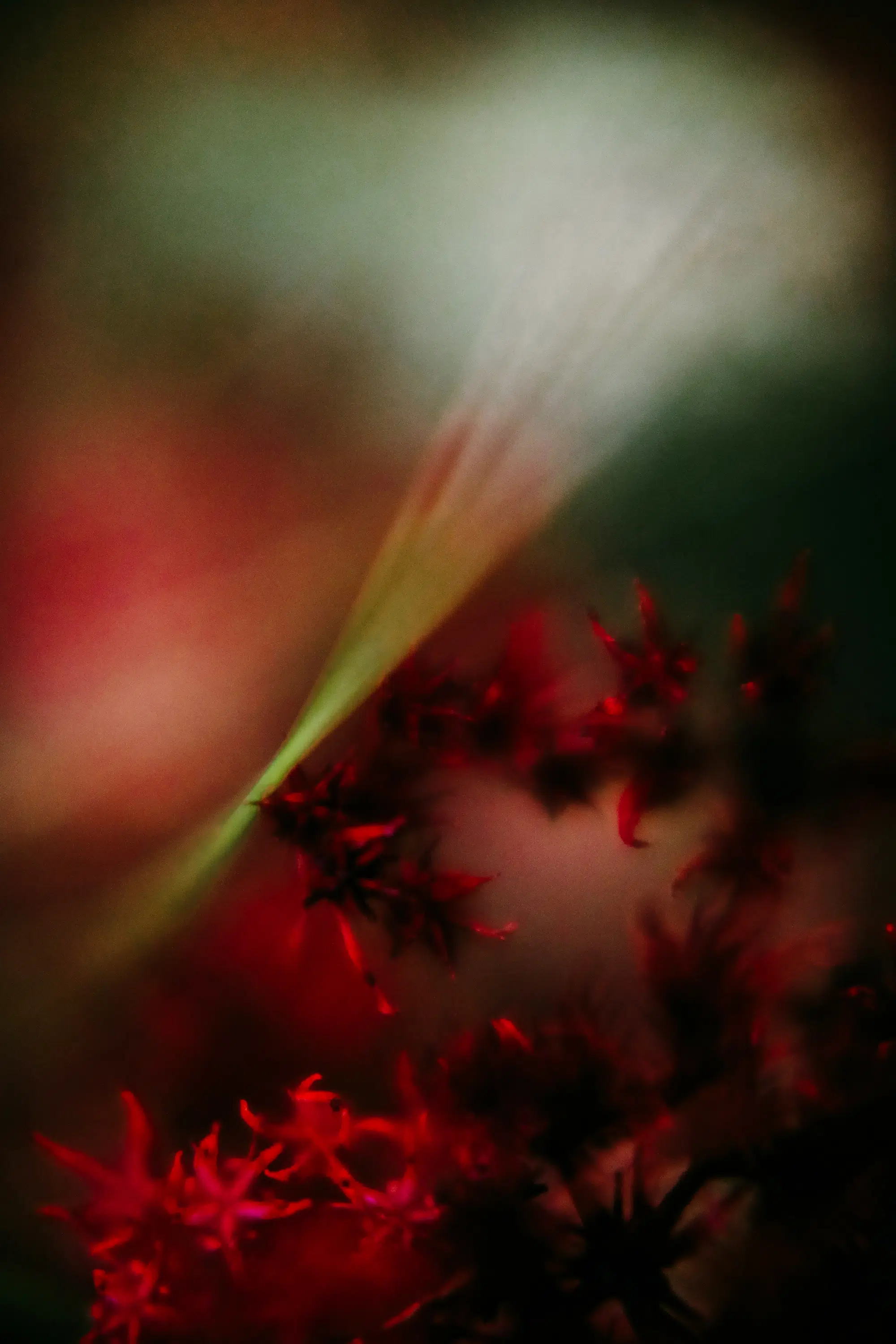 Elodie Chabrier artiste photographe en Auvergne