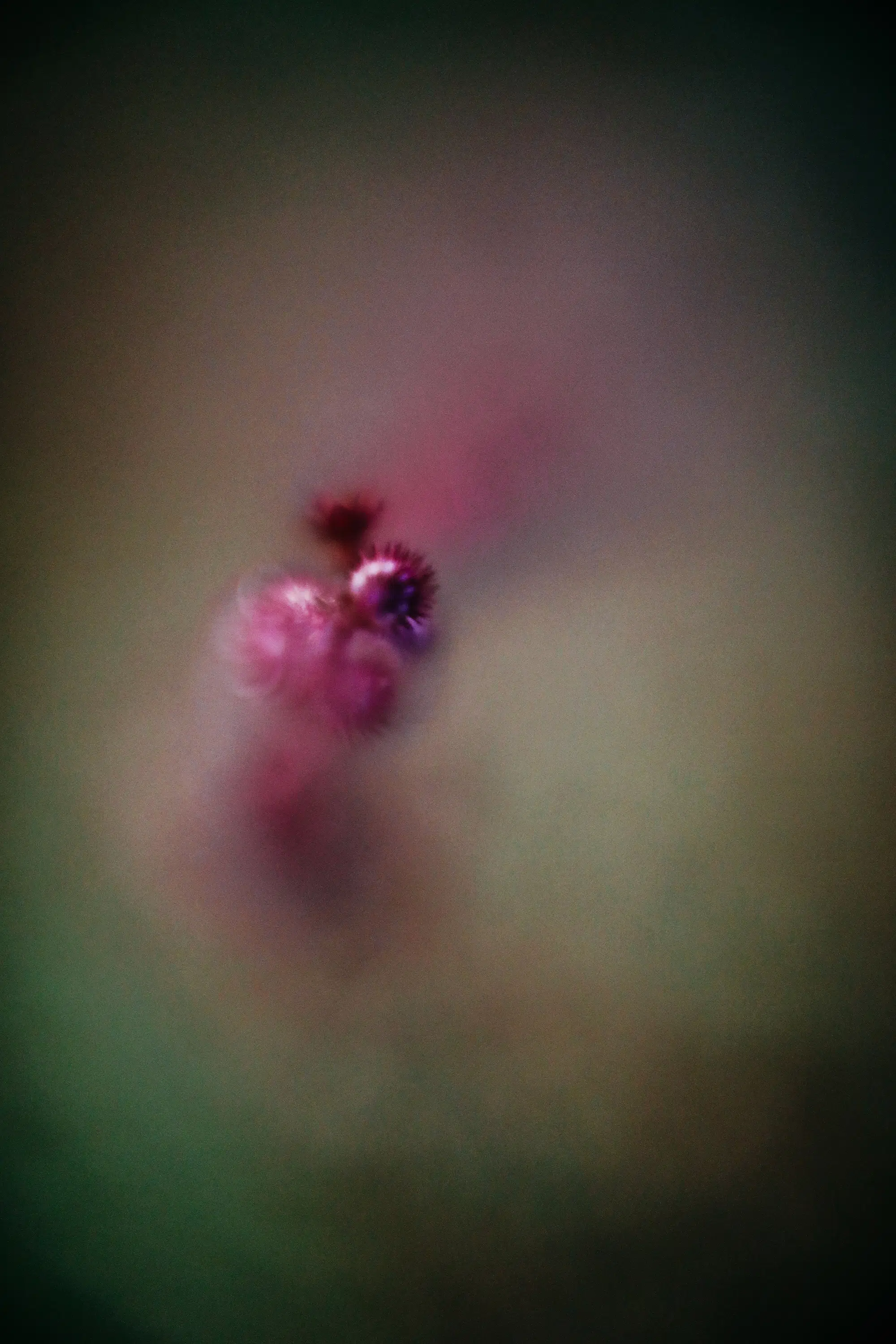 Elodie Chabrier artiste photographe en Auvergne