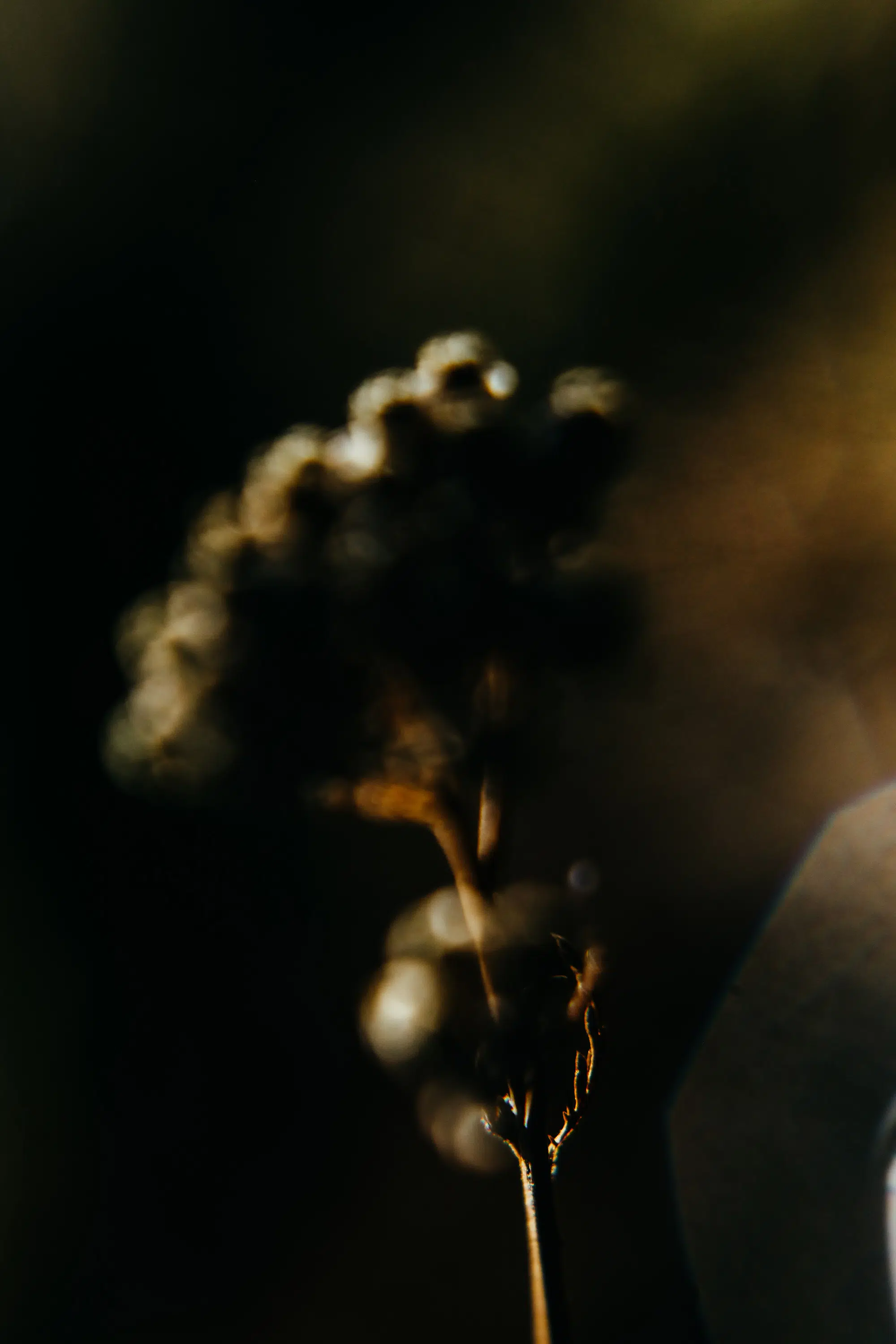 Elodie Chabrier artiste photographe en Auvergne