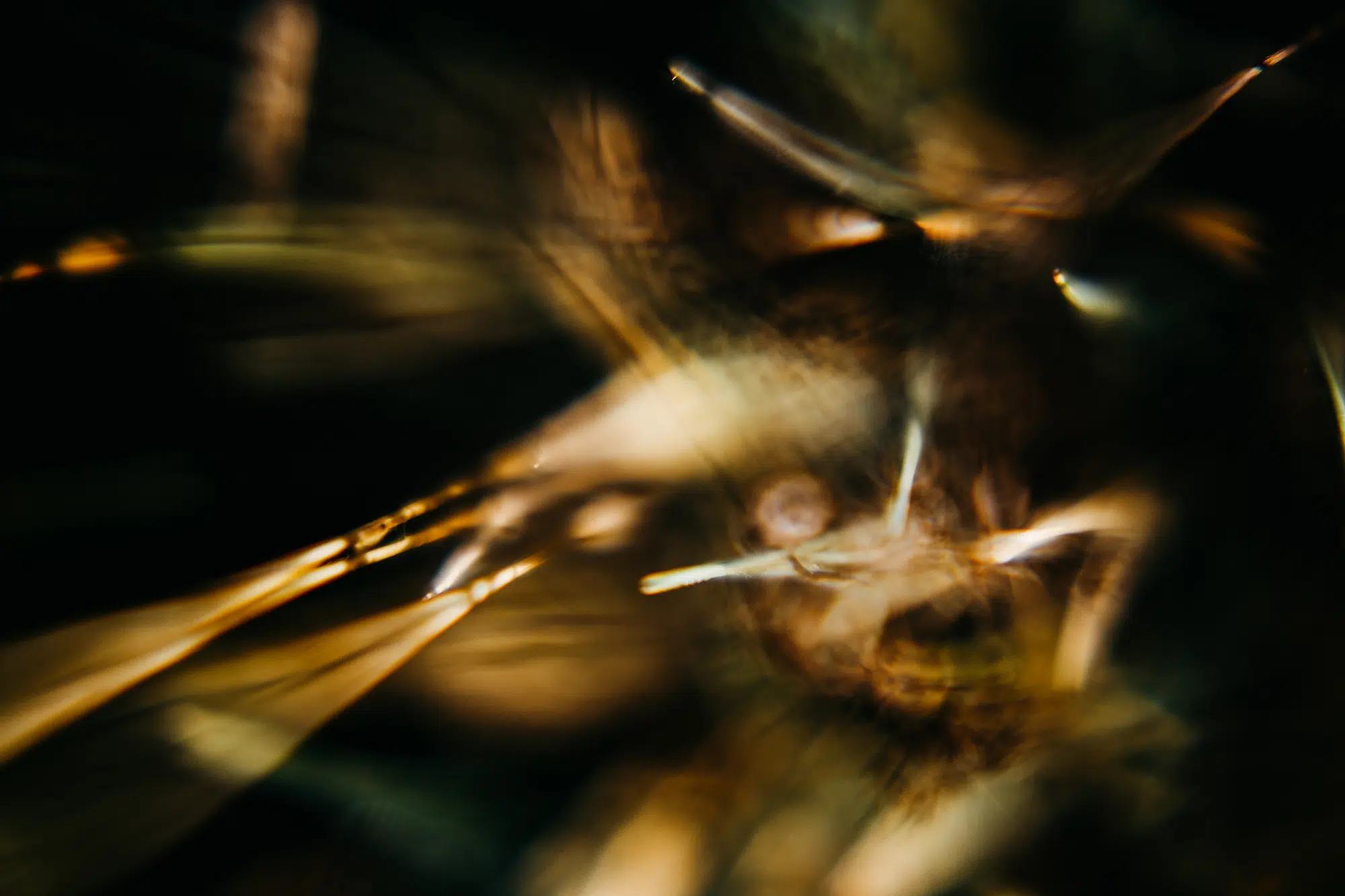 Elodie Chabrier artiste photographe en Auvergne