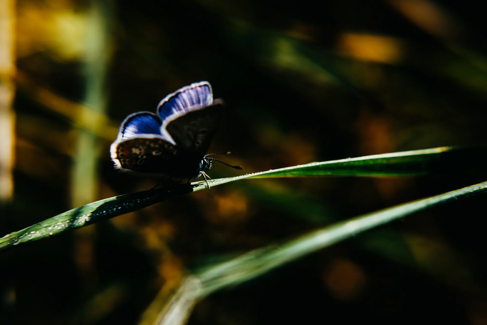 Elodie Chabrier artiste photographe en Auvergne