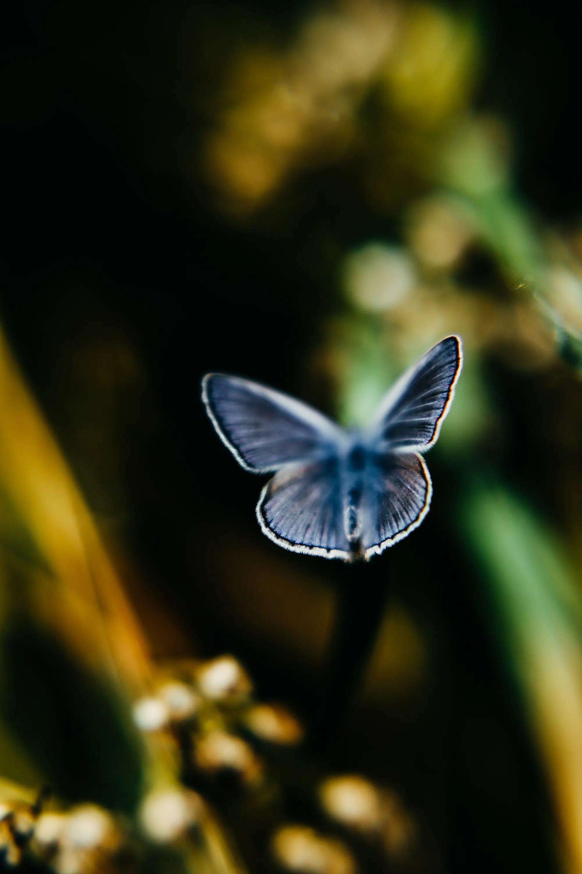 Elodie Chabrier artiste photographe en Auvergne
