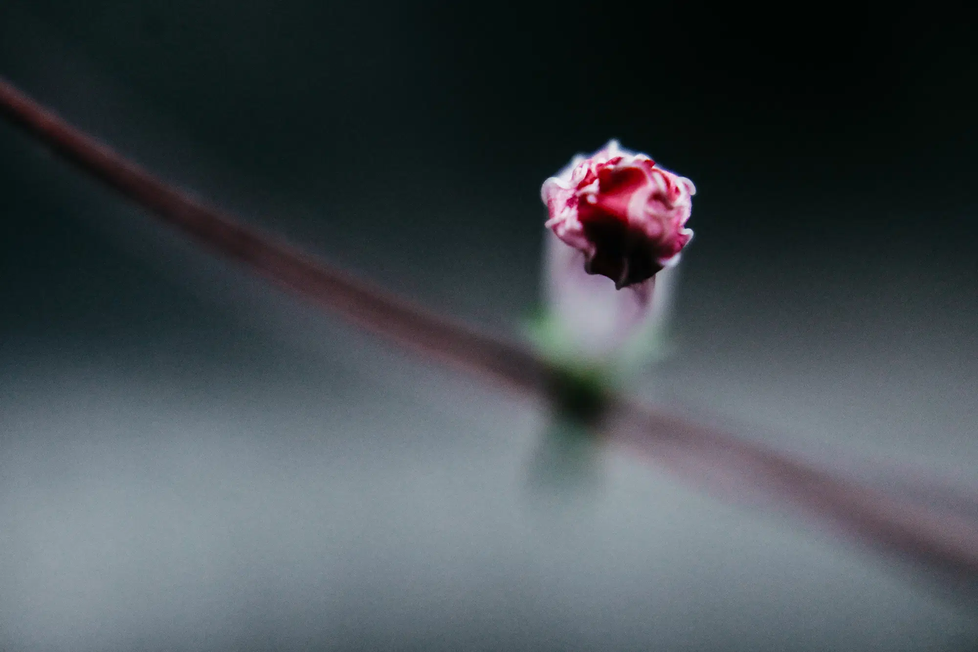 Elodie Chabrier artiste photographe en Auvergne