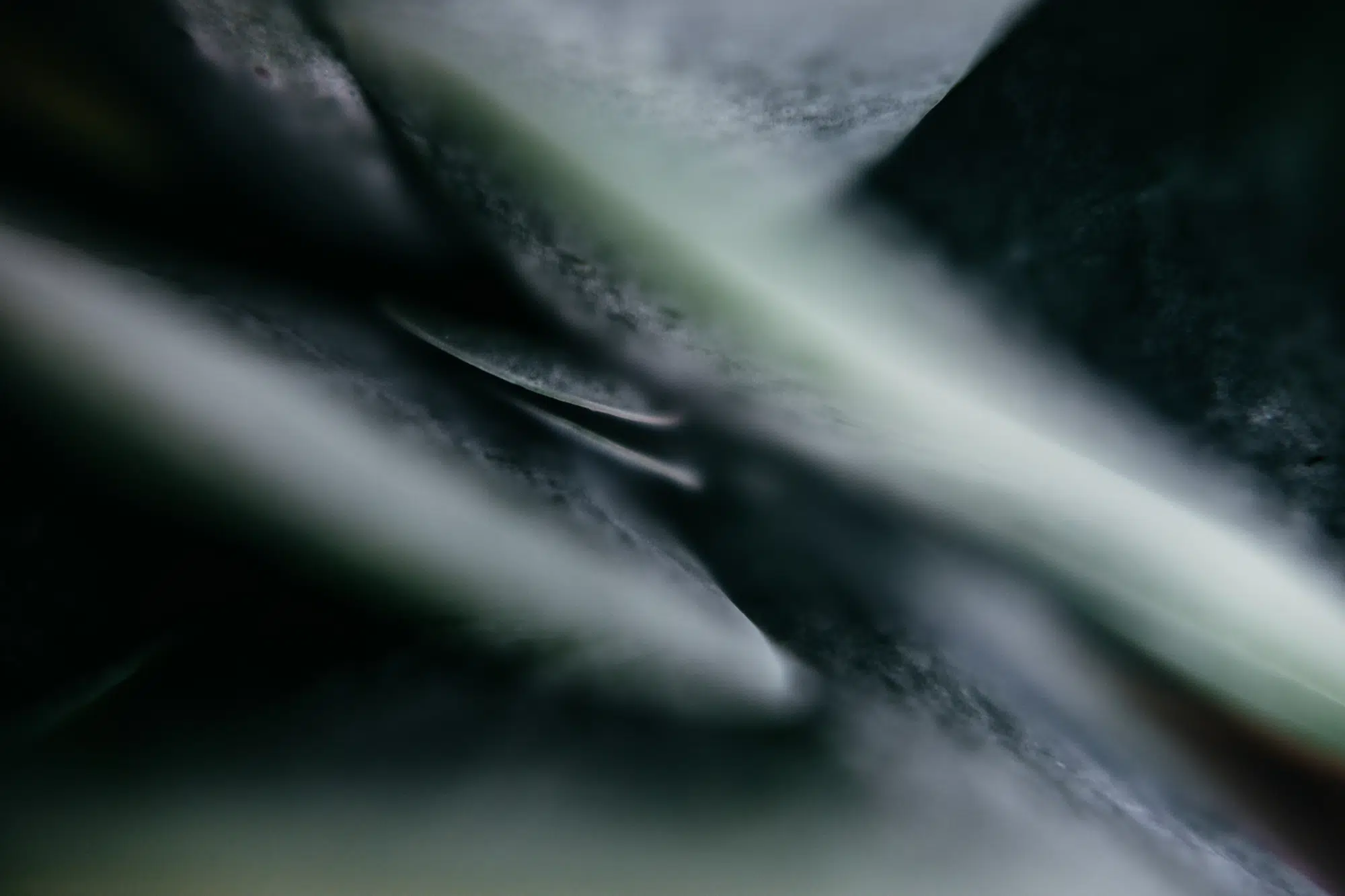 Elodie Chabrier artiste photographe en Auvergne
