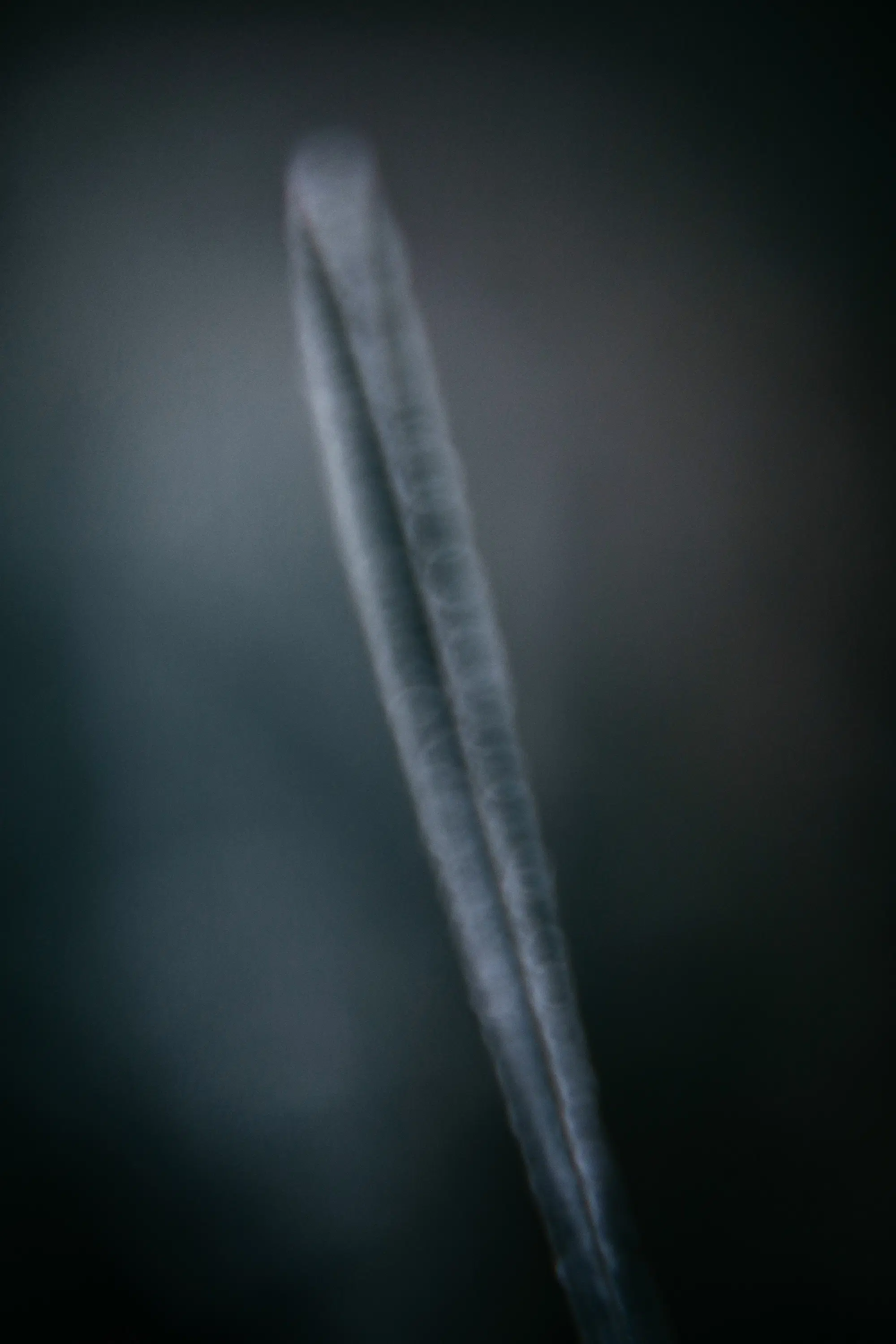 Elodie Chabrier artiste photographe en Auvergne