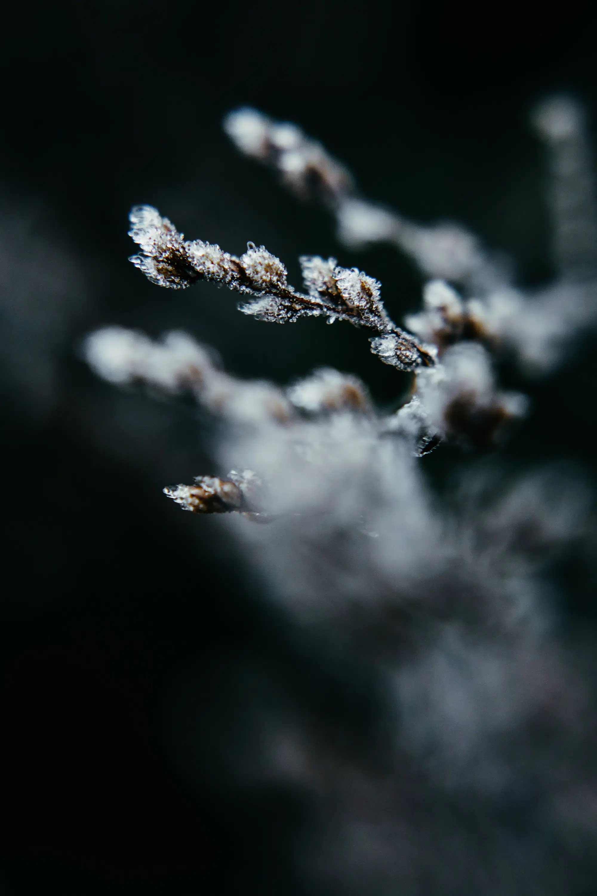 Elodie Chabrier artiste photographe en Auvergne