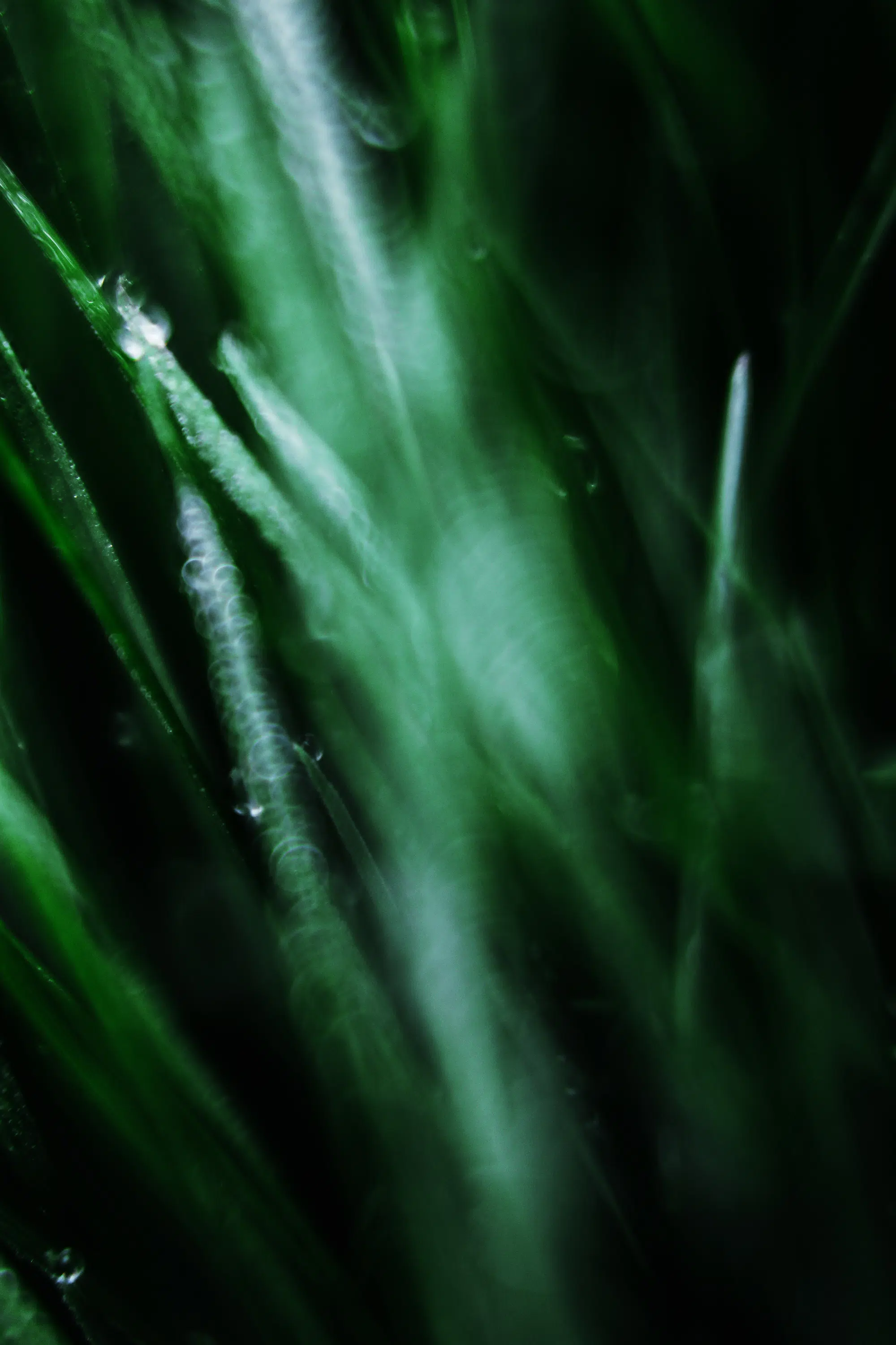 Elodie Chabrier artiste photographe en Auvergne