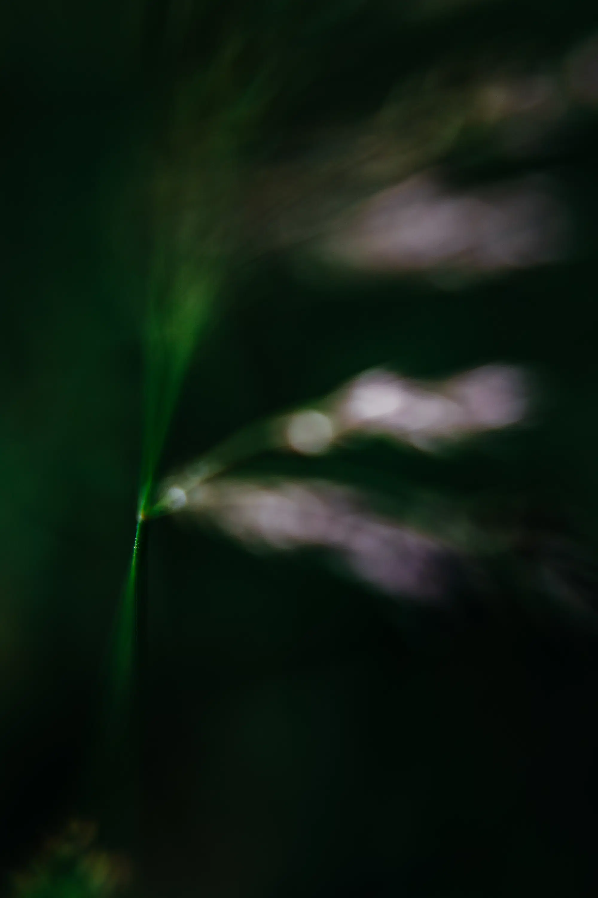 Elodie Chabrier artiste photographe en Auvergne