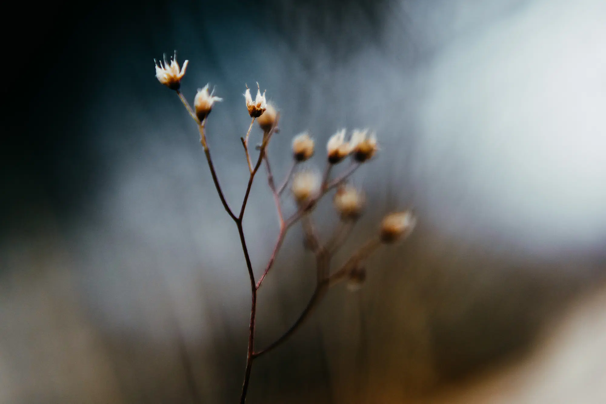 Elodie Chabrier artiste photographe en Auvergne