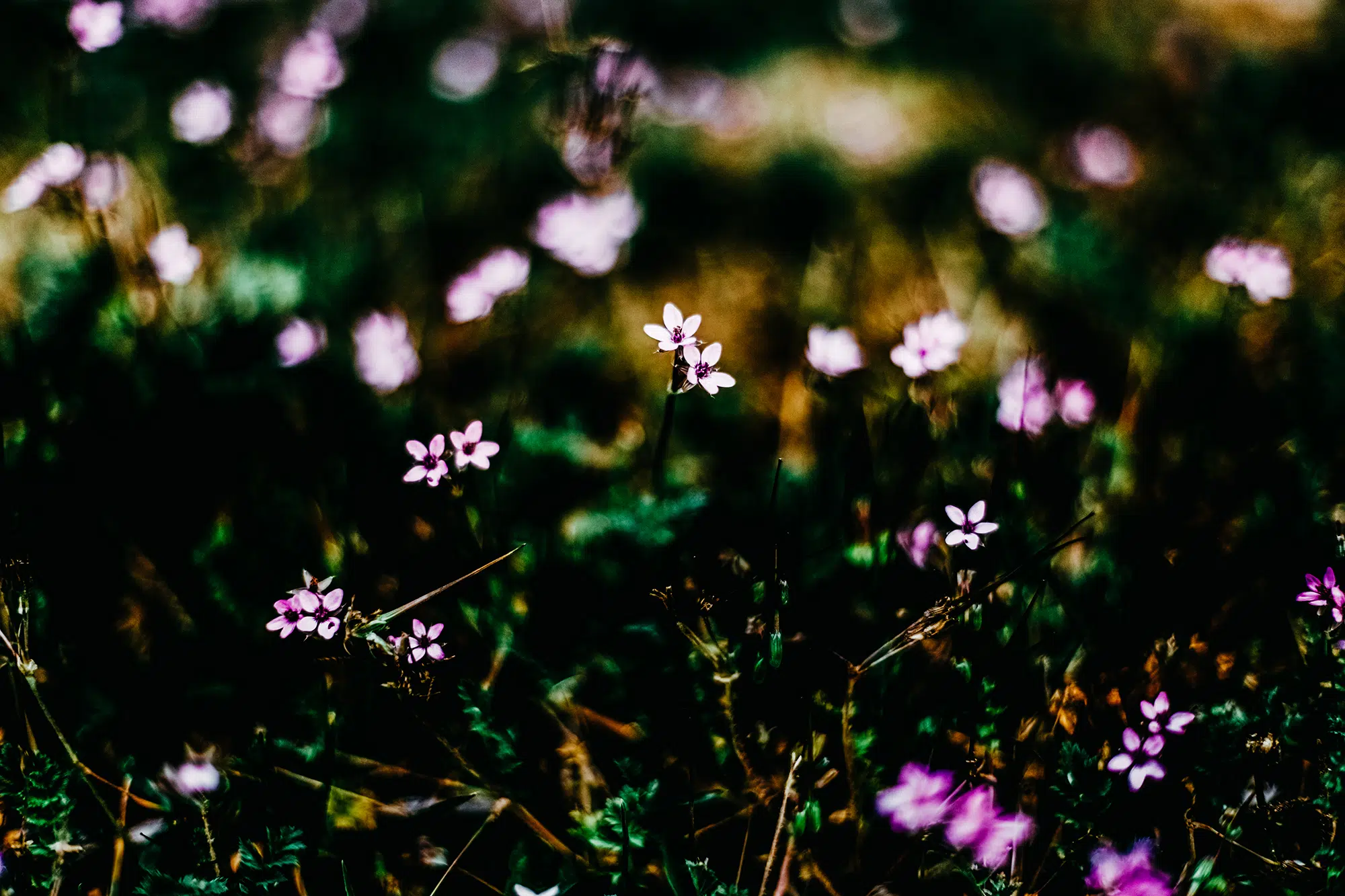 Elodie Chabrier artiste photographe en Auvergne